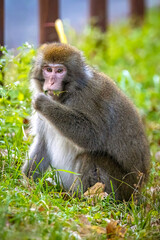 Cute wild japanese snow monkey portrait in Nikko national park
