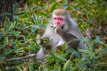 Cute wild japanese snow monkeys in Nikko national park forest