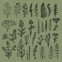 botanical set with leaves and flowers