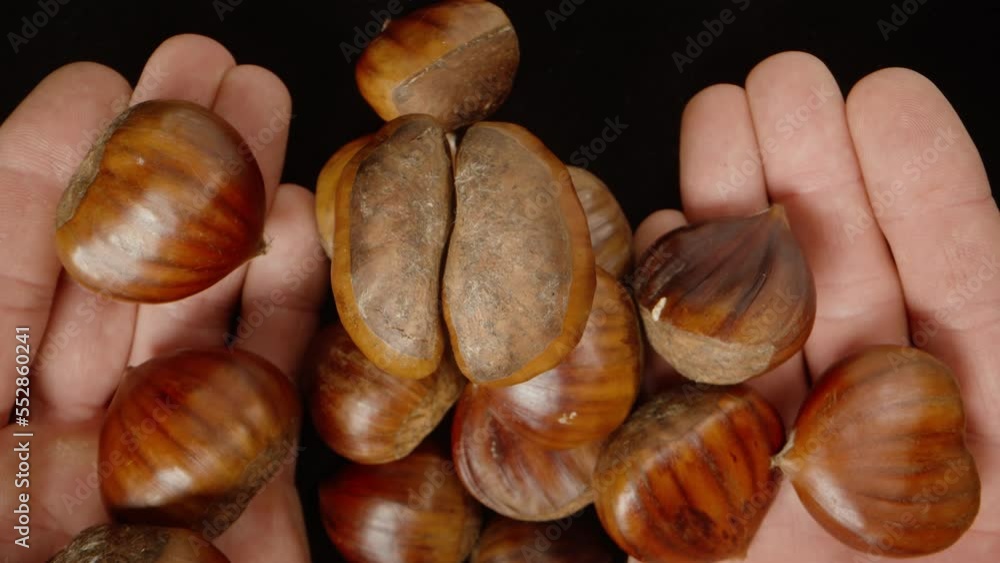 Wall mural The rotation of the chestnut nut is a top view, nuts are in the palms, looped.