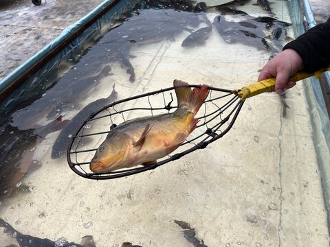 Karp, ryba w siatce, carp, fish, ryba żywa na siatce, ryba żywa na podbieraku, zbiornik z rybami, karp na sprzedaż