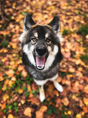 Husky-Mix inmitten von bunten Blättern