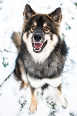 Husky-Mix mit Blick in Kamera im Schnee