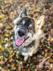 Husky-Mix im Herbst