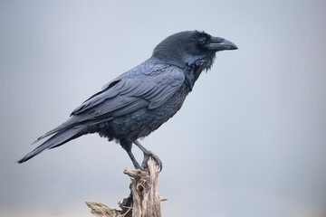 Raven bird ( Corvus corax ) close up