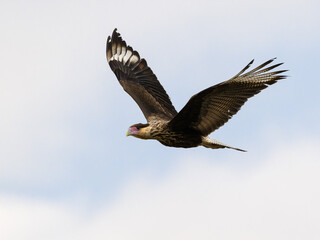 Juvenile Crested Caracara flying against sky