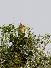 Guira Cuckoo standing on top of the shrub