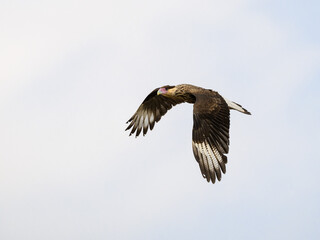 Juvenile Crested Caracara flying against sky