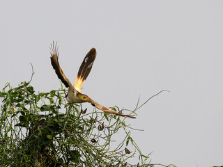 Guira Cuckoo taking off from the  top of the shrub