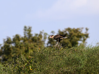 Juvenile Crested Caracara standing on top of the shrub