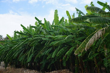 row of palm tree in the orchard  on the tropical island of La Réunion France 