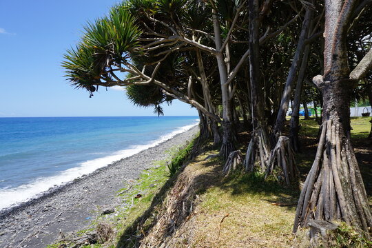 view of the beach with vacoa trees on the tropical island of La R&eacute;union France on a sunny day