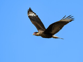 Fototapeta premium Juvenile Crested Caracara flying against blue sky