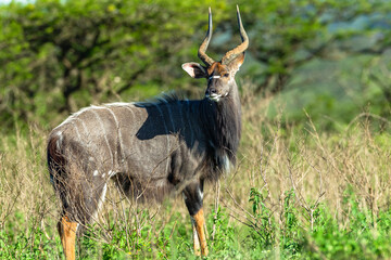 Kudu Nyala Buck Wildlife Animal Body Closeup Portrait Safari Park Reserve.