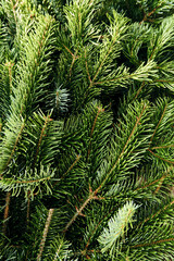 Green fir branches close-up. Pine texture. Christmas background
