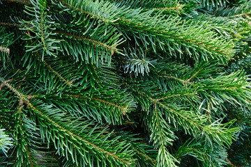 Fototapeta na wymiar Green fir branches close-up. Pine texture. Christmas background
