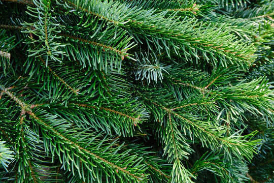 Green fir branches close-up. Pine texture. Christmas background