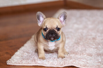 dog breed french bulldog