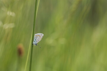 una piccola farfalla comune blu su un filo d'erba