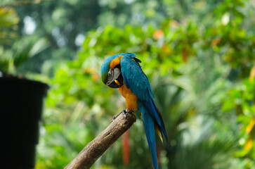 Selective focus with close up and noise effect picture of macaw parrot on tree branch