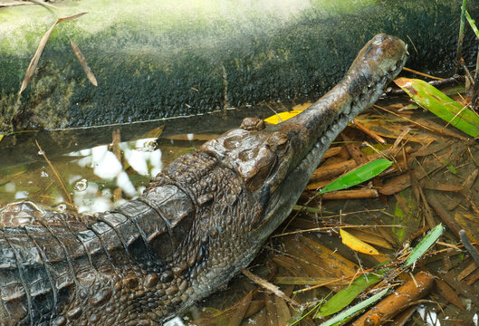 Close up picture of Malayan Gharial or false gharial crocodile in the water.