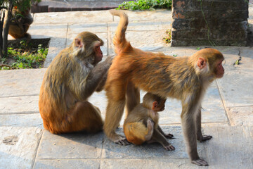 Tree monkeys family are trying to find lice in fur of the third one that is lying. - 552868083
