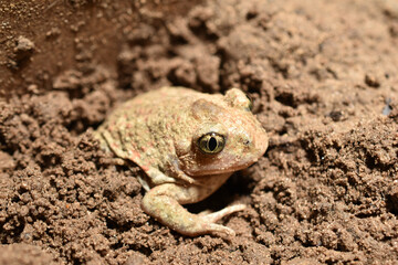 The frog burrows into the ground.