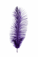 Beautiful purple violet feather on white background