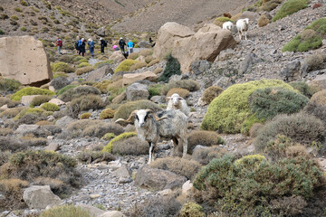 La grande traversée de l’Atlas au Maroc, 18 jours de marche. Rencontre d'un troupeau de chèvres et de brebis