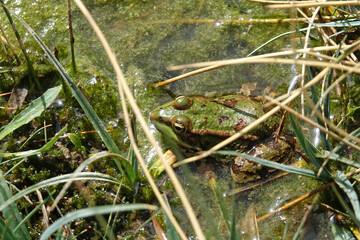 La grande traversée de l'Atlas au Maroc, 18 jours de marche. Grenouille verte croisée sur le sentier dans un petit point d'eau