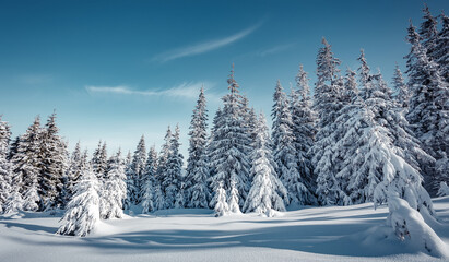 Obraz premium Awesome Winter alpine highlands in sunny day. Natural Forest of Spruce Trees, Sunbeams through Fog create mystic Atmosphere. Idylic Athmospheric Landscape. picturesque nature scenery. creative image
