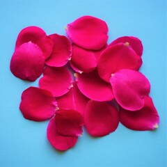 Fototapeta premium Magenta pink rose flower petals on the blue table
