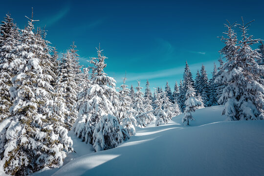 Winter forest. Amazing nature landscape. Wonderful wintry scenery. Snow covered fir trees during sunrise. Nature background