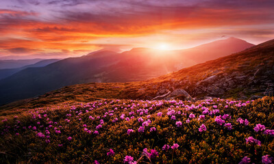 Incredible nature scenery im mountain. Beautiful natural landscape in the summer morning. Mountain valley with fresh pink rhododendron flowers  and colorful sky during sunset. Ukraine