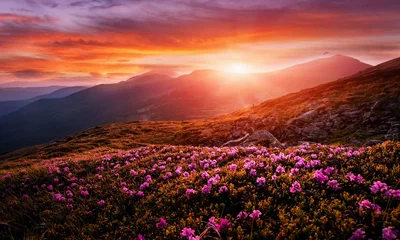 Wall murals Brown Incredible nature scenery im mountain. Beautiful natural landscape in the summer morning. Mountain valley with fresh pink rhododendron flowers  and colorful sky during sunset. Ukraine