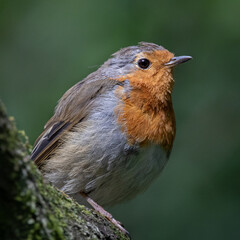 Little Robin