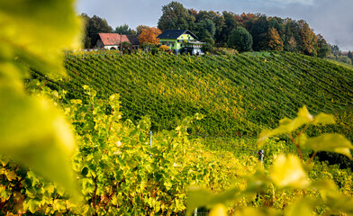 Wonderful fairy tale nature scenery of Austria. View on vineyard and  old winery house during...