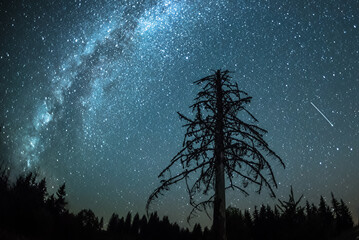 Blue dark night sky with many stars above lonely old pine tree silhouette anf the forest of trees. Perseide flying Milkyway cosmos background- Carpathians mountains , Ukraine - 552870230