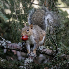 Grey Squirrel getting ready for the winter