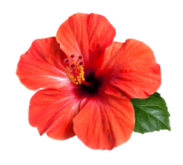 bright red hibiscus flower isolated