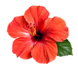 Zelfklevend Fotobehang bright red hibiscus flower isolated © Tetiana