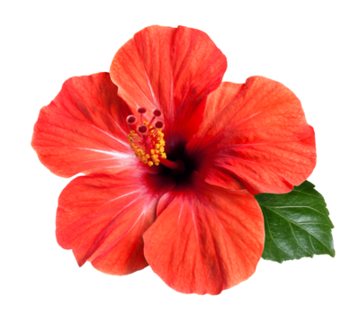 bright red hibiscus flower isolated