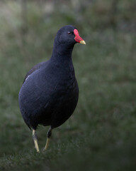 Moorhen 