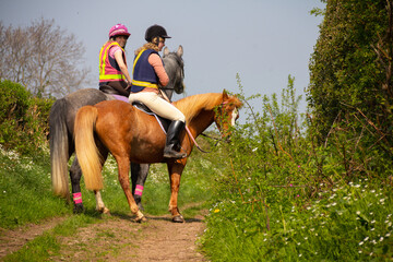 Two horses riding in English countryside along overgrown bridleway on summers day, enjoying the...