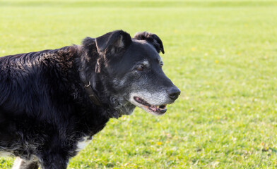 Close up shot of an elderly black Labrador type dog with a very grey muzzle and milky eyes outdoors on field looking into the distance.