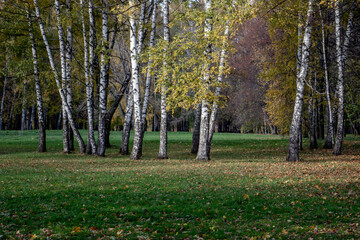 Autumn, birches grow in a clearing in the forest. The sun illuminates the white trunks of birches in the forest. Yellow leaves lie on the green grass among the birches.