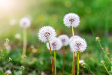 White dandelions in a meadow among green grass in sunny weather