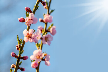 Peach branches with pink flowers on the background of the sky
