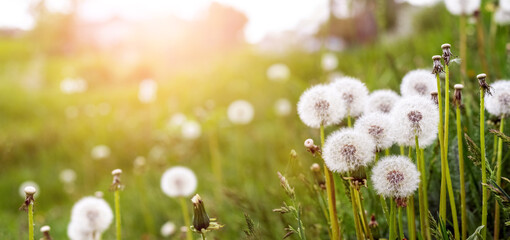 White dandelions in a meadow among green grass in sunny weather, copy space