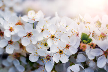 Abundant cherry plum blossoms. Cherry plum branch with flowers in sunlight
